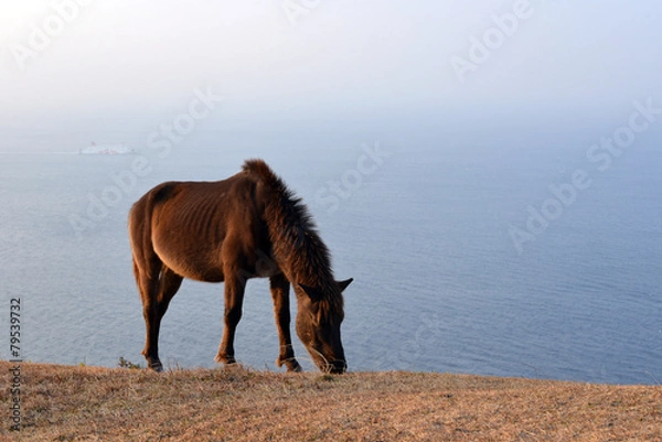 Obraz 丘の上の御崎馬