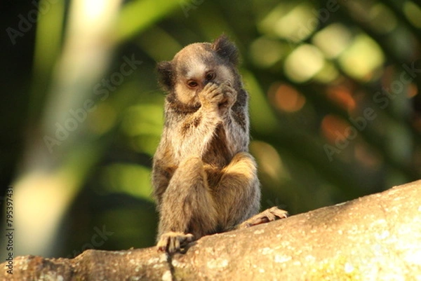Fototapeta Marmoset