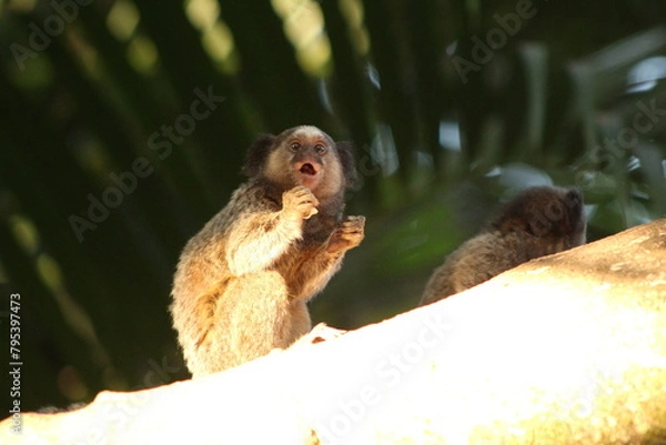Fototapeta Marmoset