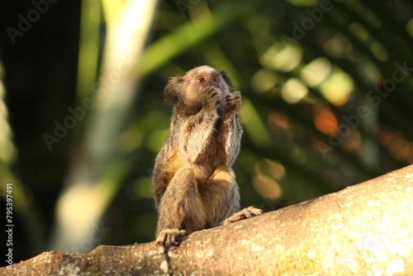 Fototapeta Marmoset