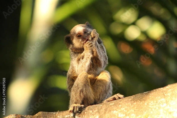 Fototapeta Marmoset