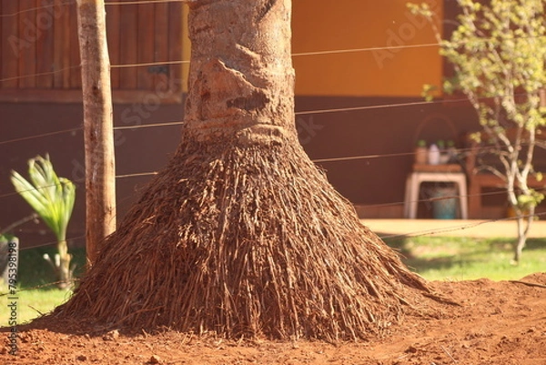 Fototapeta Raiz Coqueiro