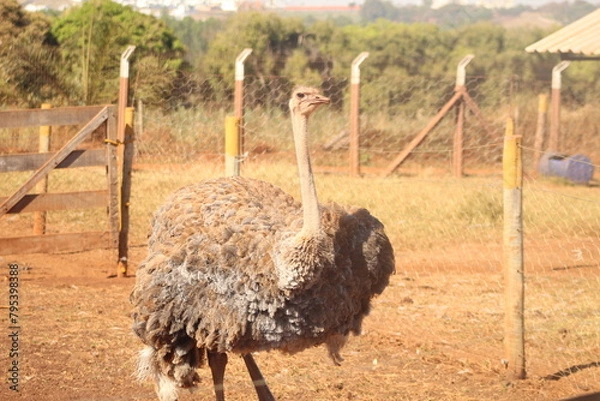 Fototapeta Avestrus