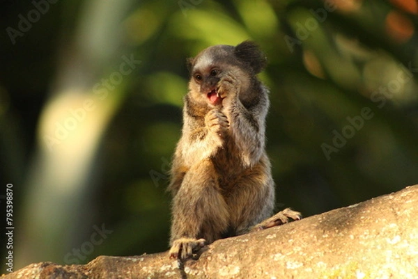 Fototapeta Marmoset