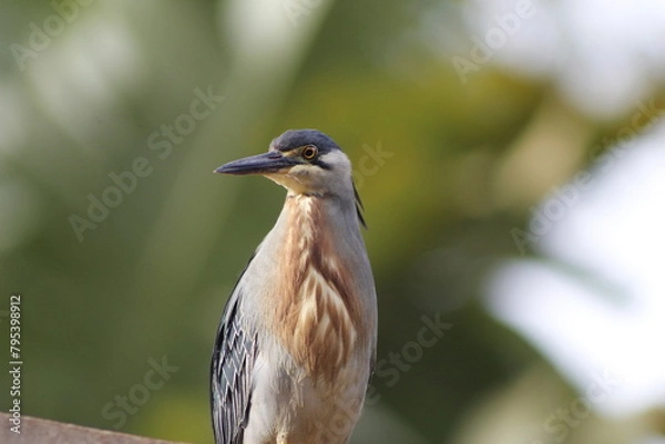 Fototapeta Socozinho