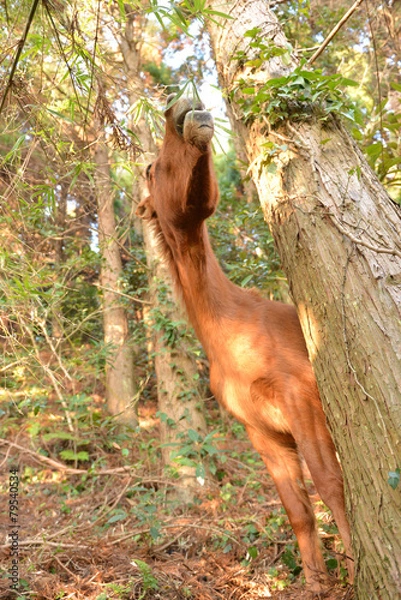 Obraz 山に生きる馬
