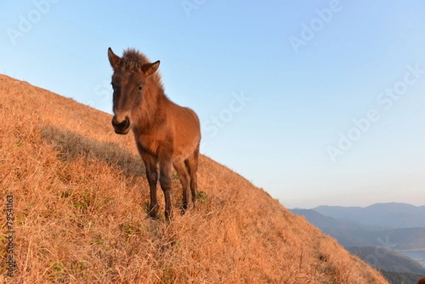 Obraz 丘の上の仔馬