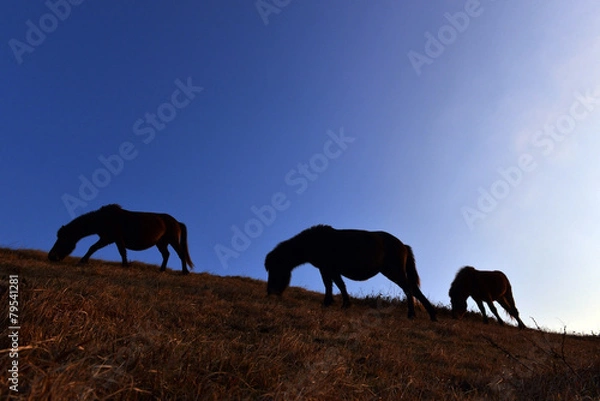 Obraz 丘の上の馬