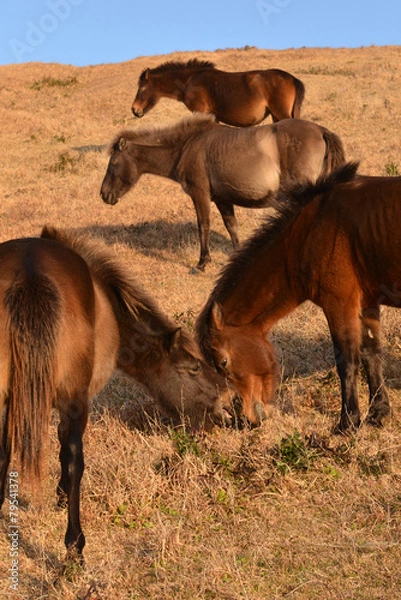 Obraz 丘の上の馬