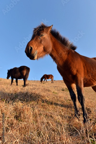 Obraz 丘の上の馬