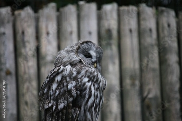 Obraz great grey owl