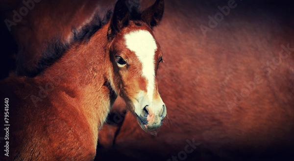 Obraz Foal