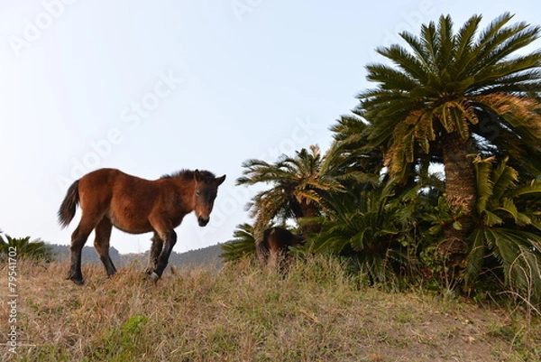 Obraz ソテツと馬