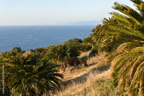 Obraz ソテツと馬