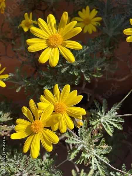Obraz Margherite fiorite gialle