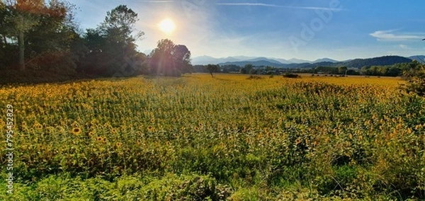 Obraz campo girasoles
