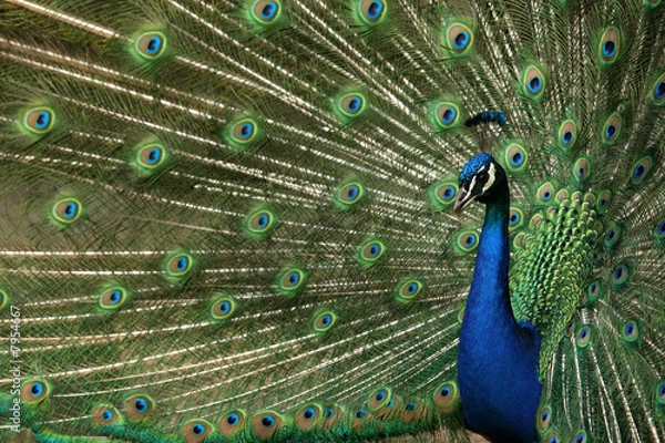 Fototapeta Pfau