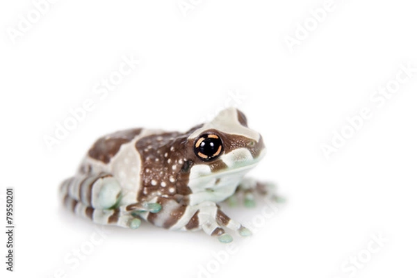 Obraz Amazon Milk Frog isolated on white