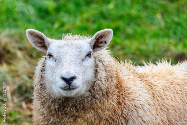 Fototapeta Schaf  