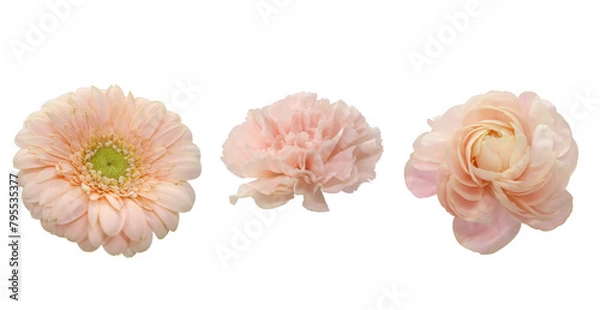 Fototapeta pink flowers Background