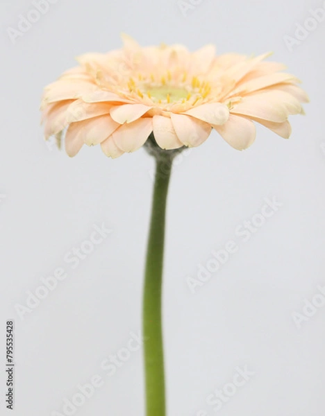 Fototapeta pink flowers Background