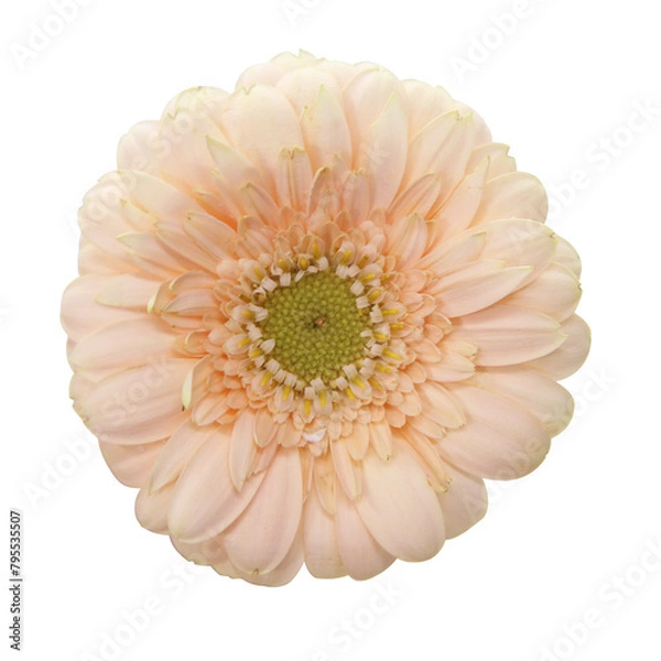 Fototapeta pink flowers Background