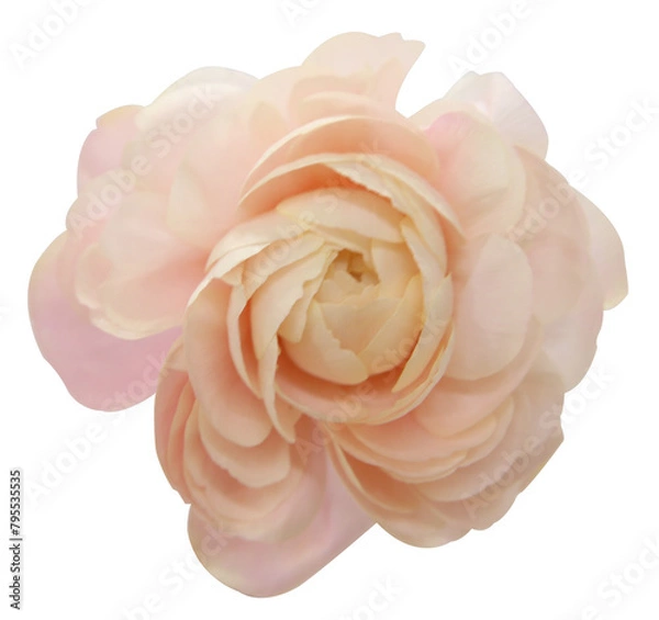 Obraz pink flowers Background