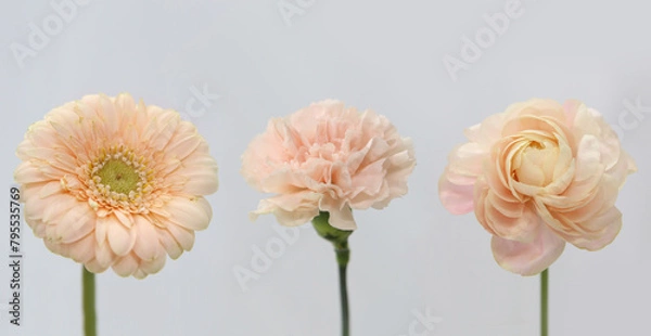 Fototapeta pink flowers Background