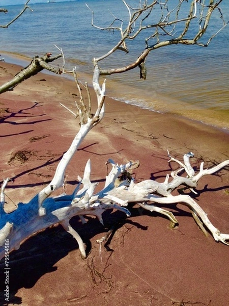 Obraz Driftwood Tree