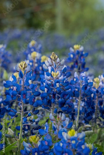 Obraz Bluebonnets in Bloom