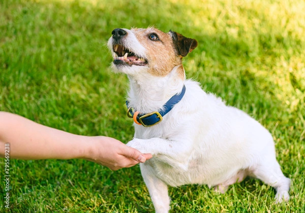 Obraz How to teach a dog to shake hands. Smart doggy gives paw to a person