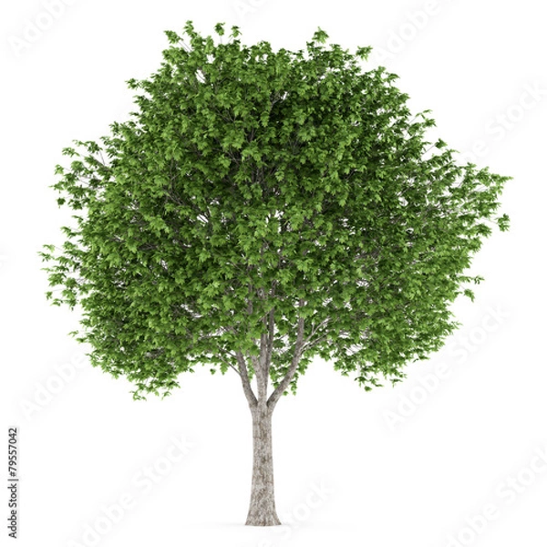 Obraz london plane tree isolated on white background