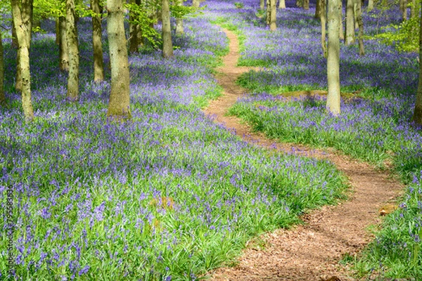 Obraz Footpath through Bluebell Woods