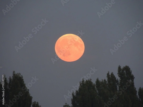 Obraz full moon over the forest