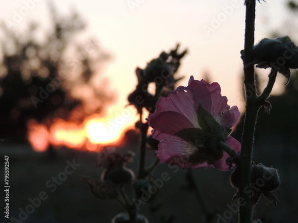 Obraz flower in sunset