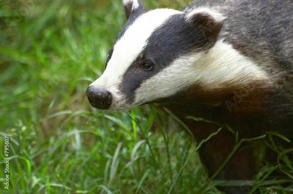 Obraz badger