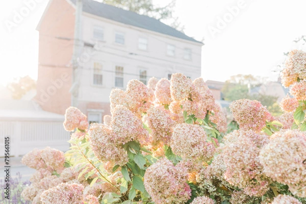Obraz pink hydrangeas in the city