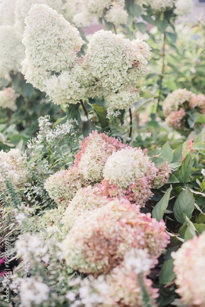 Obraz pink and white hydrangeas
