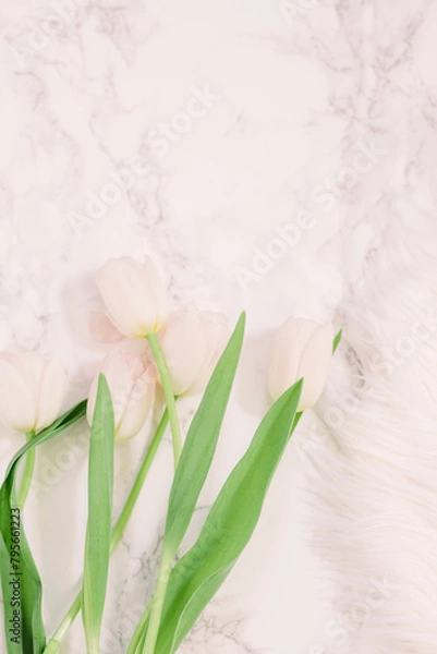 Obraz tulips on marble background