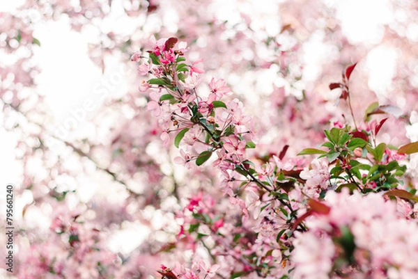 Obraz pink cherry blossom