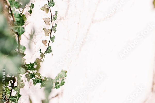 Obraz vines against white stone background