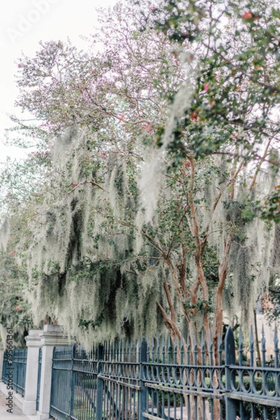 Obraz Spanish moss in the spring