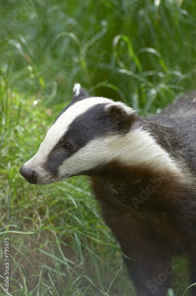 Obraz badger