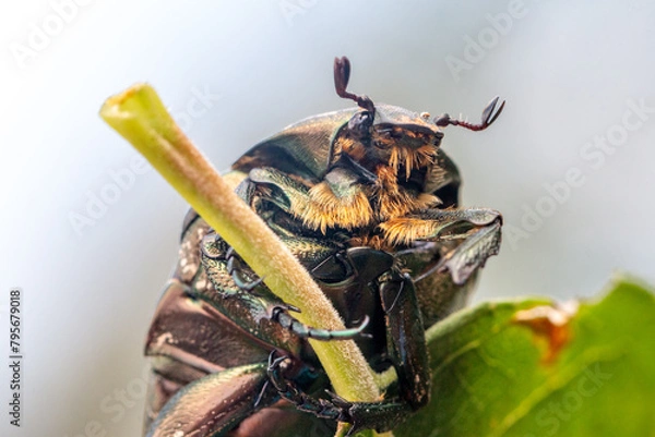 Obraz bearded beetle
