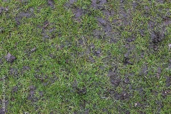 Fototapeta Top view, grass texture. Natural lawn background. Green grass in spring. Green texture. High quality photo. Wet lawn