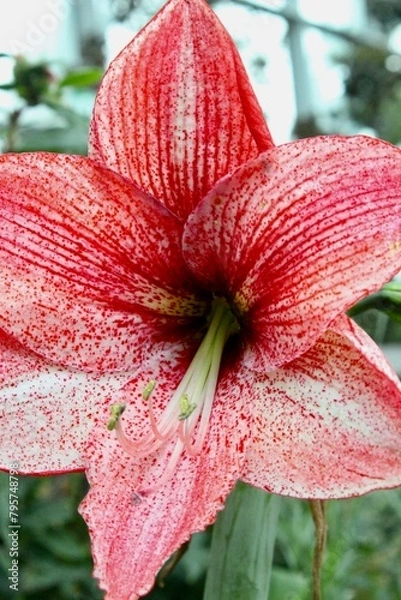 Fototapeta Close up Bume 