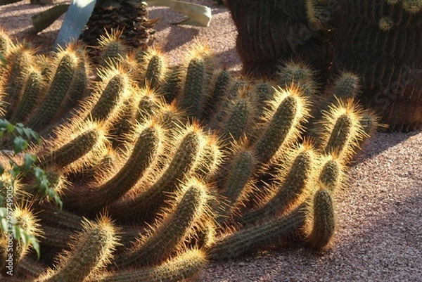 Obraz Close up Kakteen 