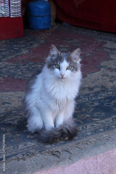 Fototapeta Straßenkatze