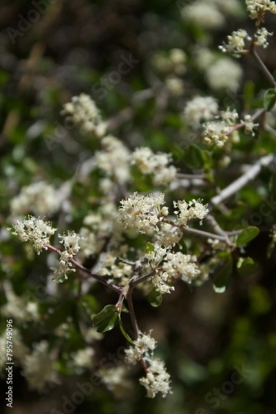 Fototapeta Weiße Blume