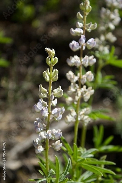 Fototapeta Frühling